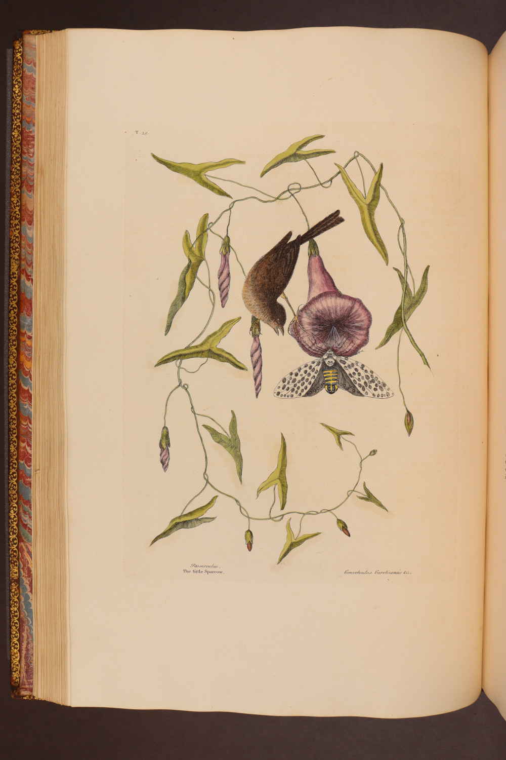 Plate 35